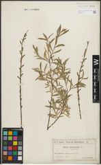 Foto von Salix purpurea L.